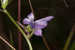 Glade lobelia